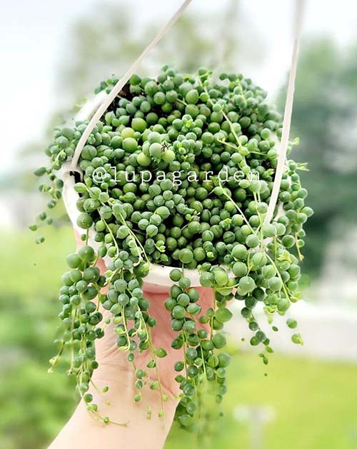 String of Pearls Succulents