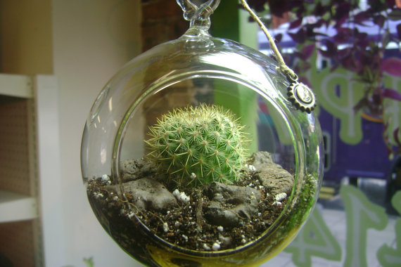 Cactus Gift Ideas