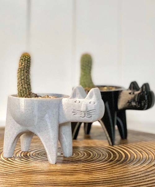 Cute Cat Cactus Catchers!