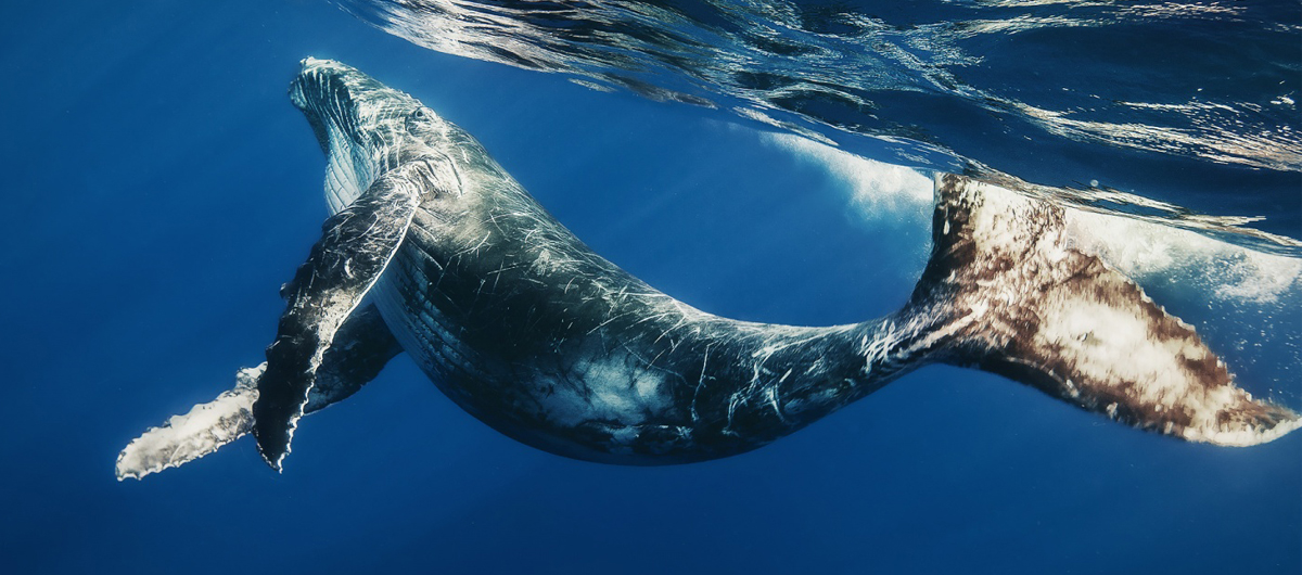 light in the office since the days of herman melville, whales