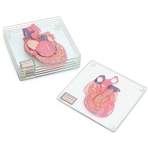Heart Cross Section Coasters - Gift Ideas for Cardiologists