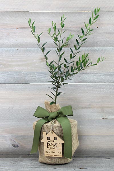 Best Tree Gift Ideas