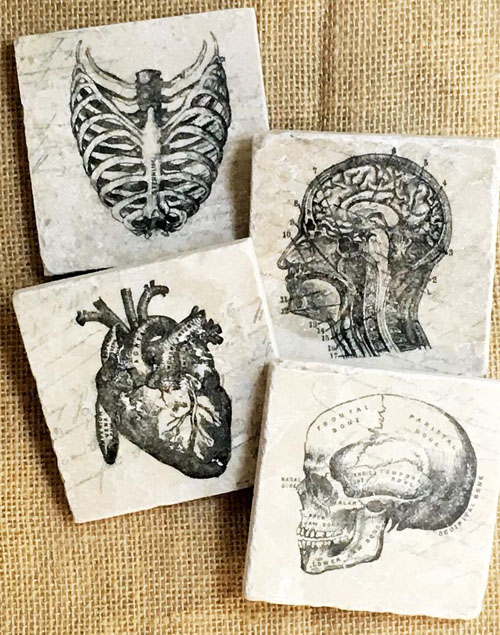 Doctor Anatomy Coasters