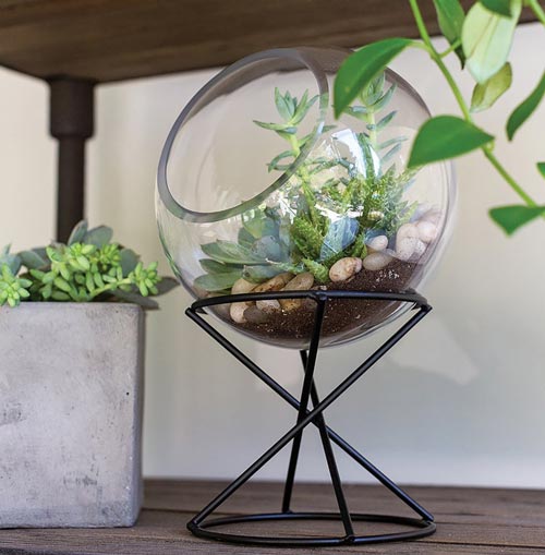 Table-top terrarium men's gift idea