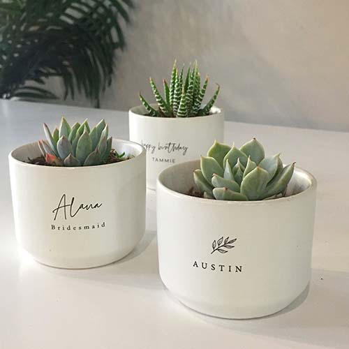 Live Succulent Plant