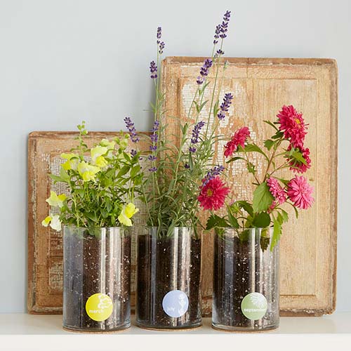 Birth Month Flower Growing Kit