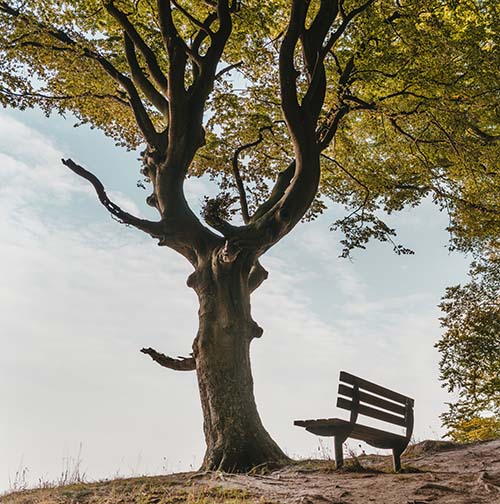 Tree Planted in His Name - Stocking Stuffers for Men