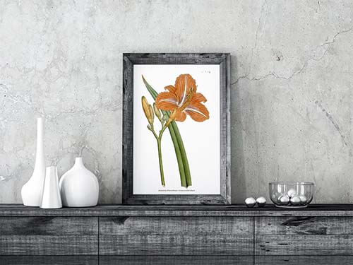 Lily Flower Print