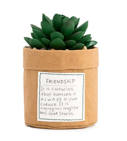 Sweet Friendship Plant