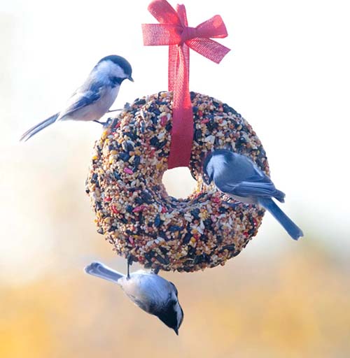 Bird Seed Ornaments - Bird Feeder Gifts