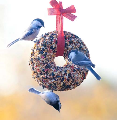 Personalized BEST GIFT EVER Cedar Wood Bird Feeder - Northwest Gifts