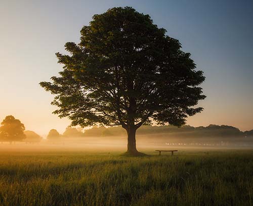 Tree Planted in Their Name - Wedding Gifts for No Registry