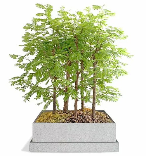 22nd Anniversary Gift- Dawn Redwood Bonsai Forest