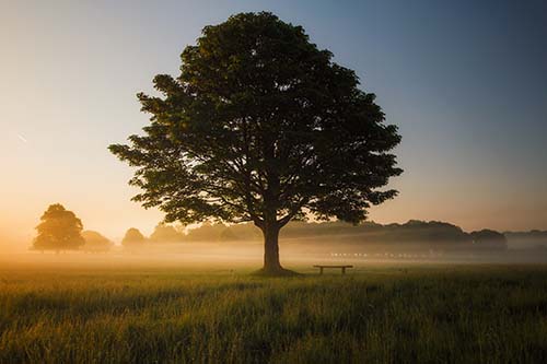 Tree Plated in their Honor