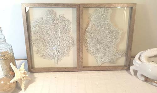 Framed Coral