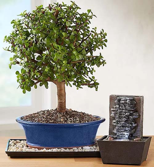35th Anniversary Gifts - Jade Bonsai Tree