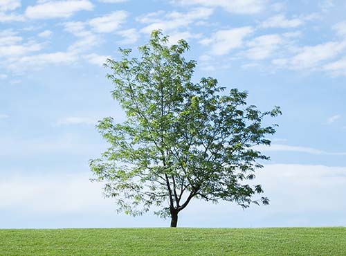 Bridal Shower Gifts - tree in their name