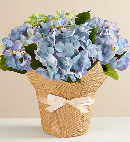 blue hydrangea anniversary flower