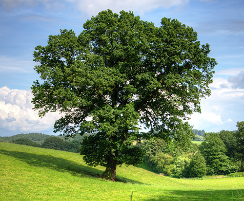 tree planted in his honor