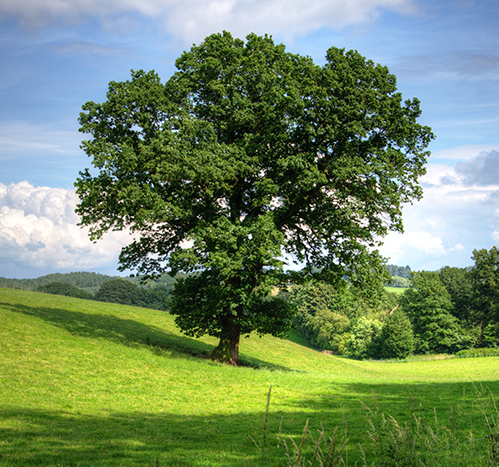 Tree Planted in Their Honor