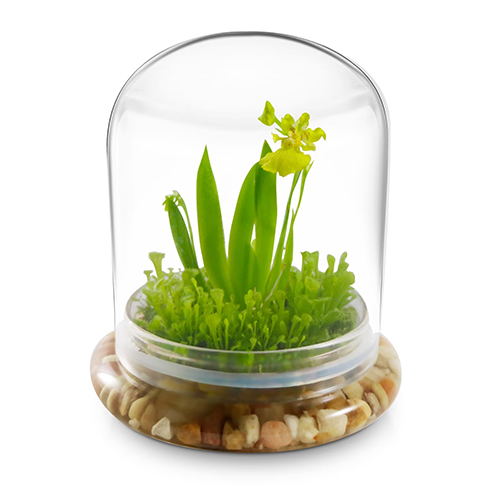 Maintenance Free Orchid Terrarium