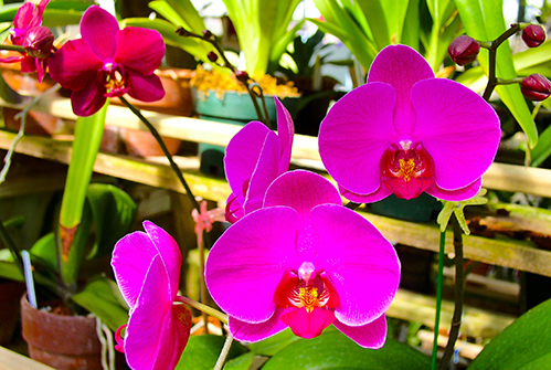 Plant Them a Orchid Garden