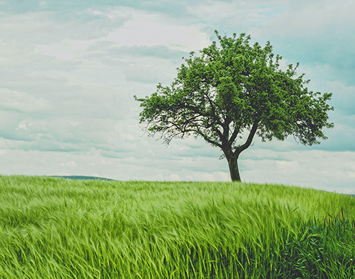 Tree Planted in Their Name