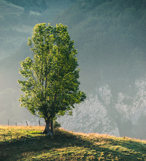 Non-Gift Idea: Tree Donation