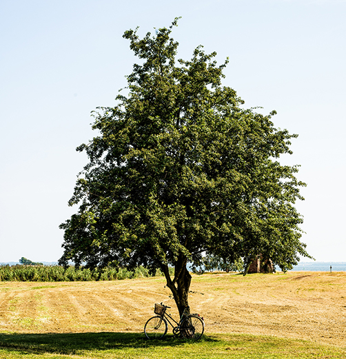 Tree Planted in Her Honor