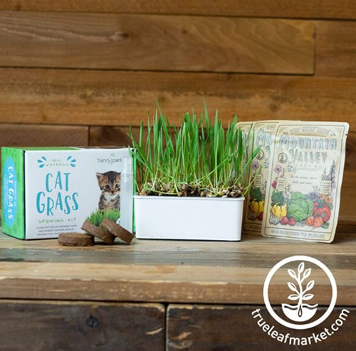 Organic Cat Grass Kit