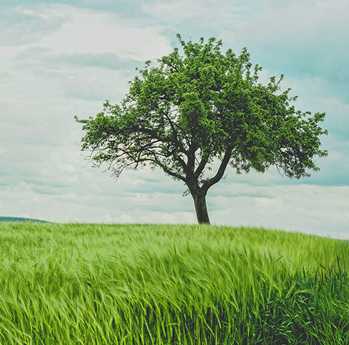 Tree Planted in Their Honor