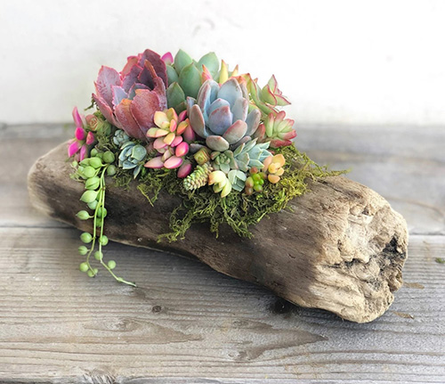 Natural Succulents & Driftwood Decor