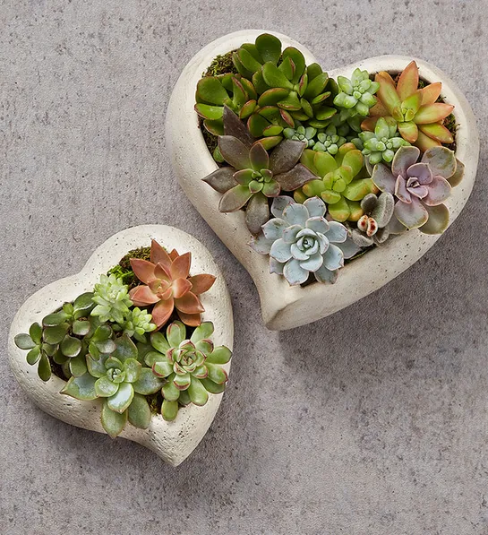 4th Anniversary gifts - Succulent heart garden