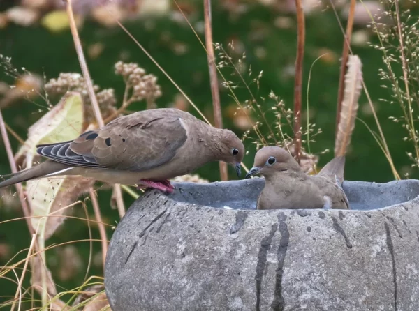 Creative Gifts For Neighbors - Stone Birdbath