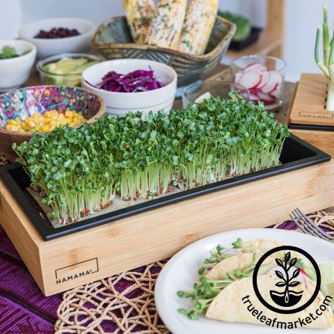 Creative Gifts For Neighbors - MicroGreens Growing Kit