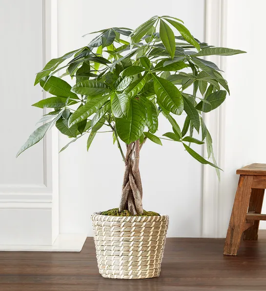 Creative Gifts For Neighbors - Money Tree