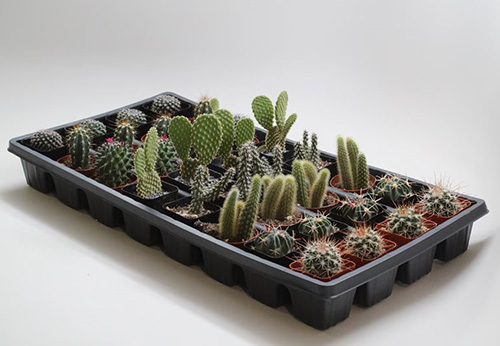 5 senses gift ideas for him - Cactus Plants