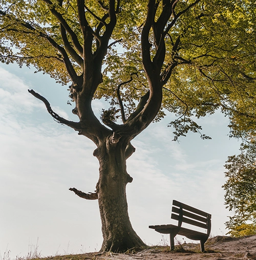 A Tree Planted in His Honor - sympathy gifts for loss of father