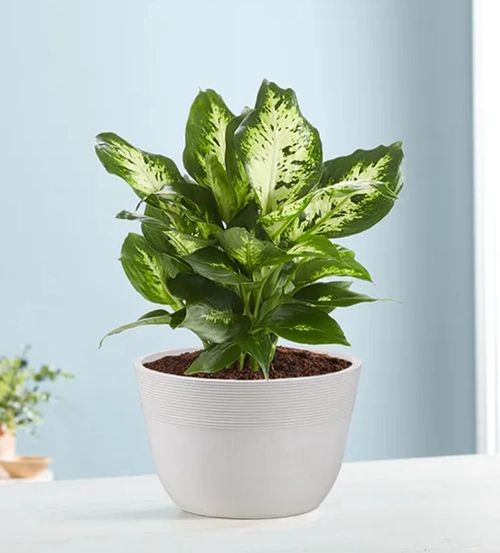 Indoor Plants - rv gift ideas