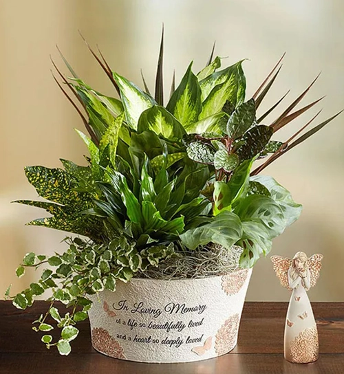 A Life So Beautiful Dish Garden - sympathy gift ideas for loss of mother