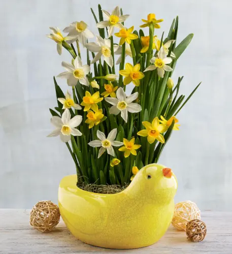 Daffodil Dish Garden