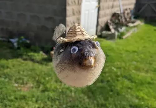 Taxidermy Pufferfish With Hat