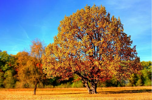 Tree in Their Name- Best 60th Birthday Gifts