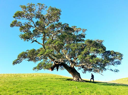 Plant a Tree in Their Name