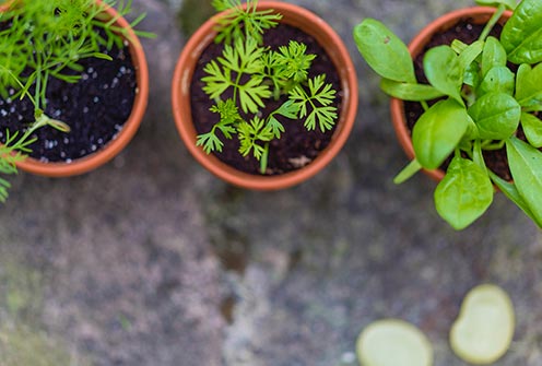 Eco-Friendly Kitchen Herb Garden