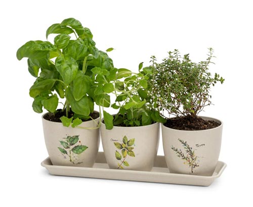 Indoor Herb Pots