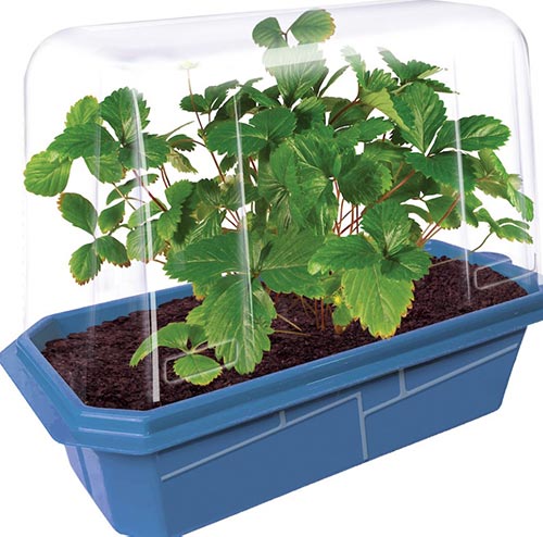 Strawberry Greenhouse Kit