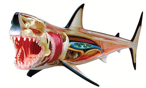 4D Great White Shark Figurine