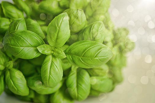 Grow Herbs from Your Own Home