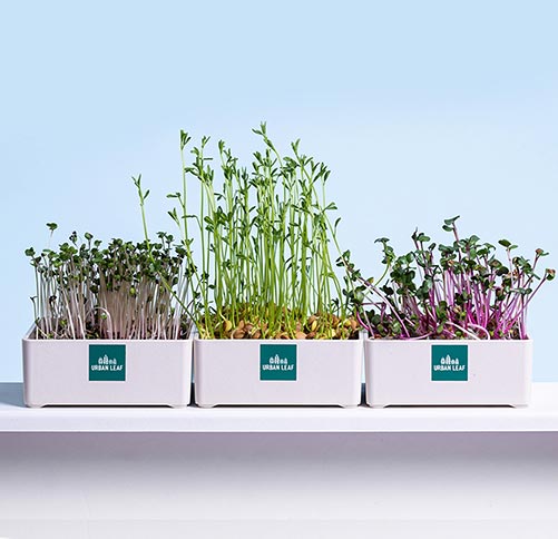 Herb Garden - Kitchen Gifts